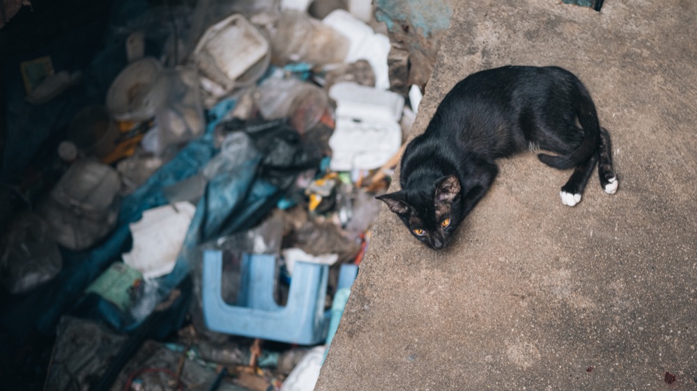 Schwarze Katze auf einem Mauervorsprung neben Müll