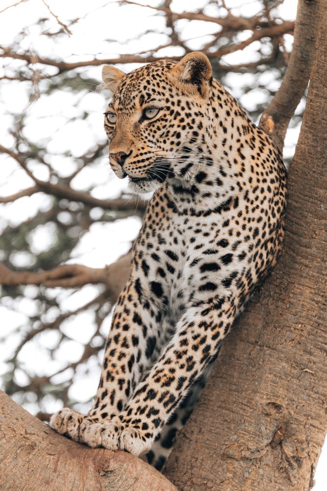 Leopard auf einem Baumstamm