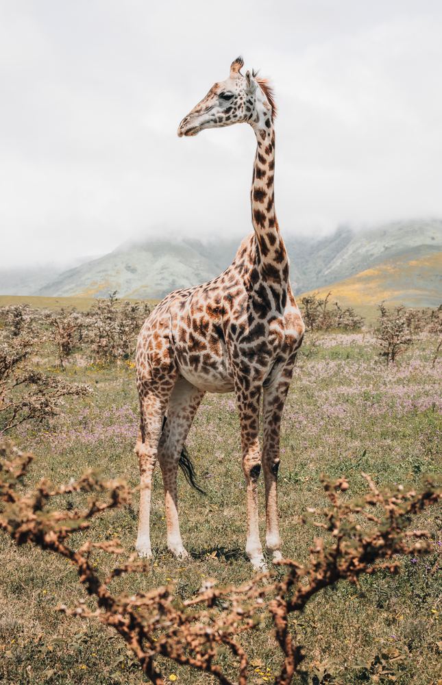 Giraffe vor Bergen im Nebel