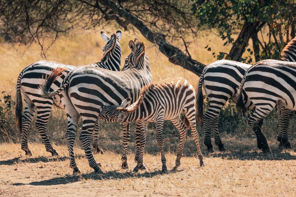 Zebras im Schatten einer Akazie