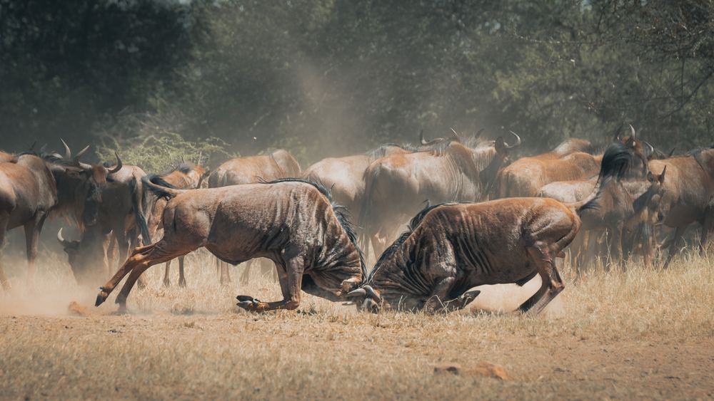 Kämpfende Gnus in einer Staubwolke