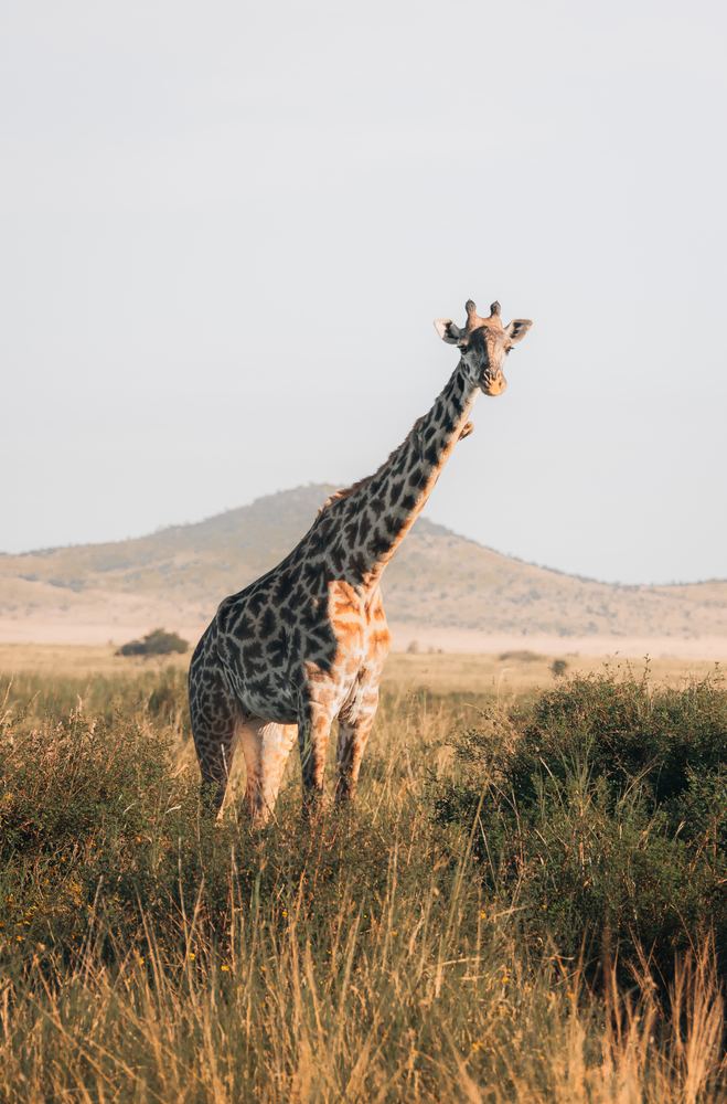 Giraffe in goldenem Gras vor einem Hügel