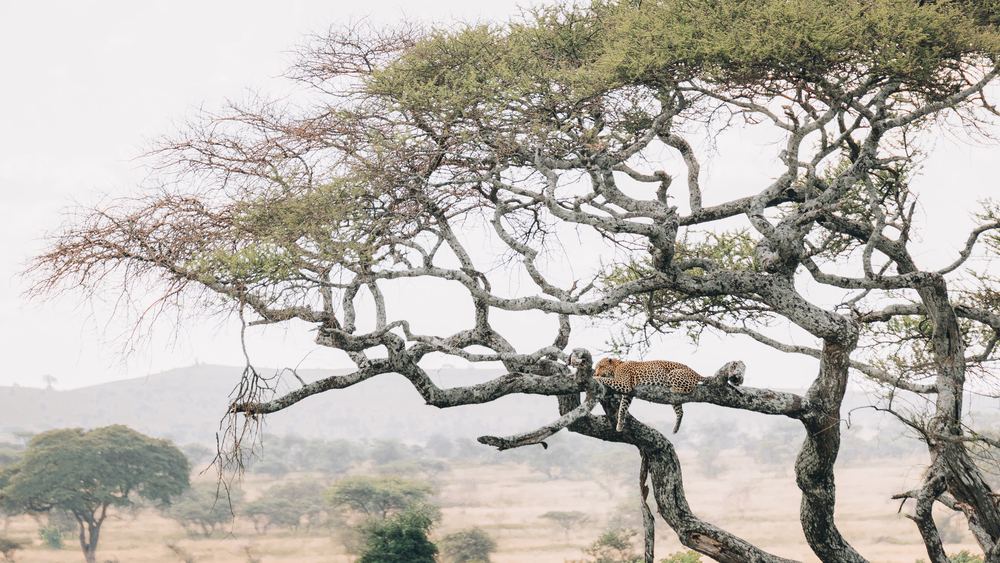 Leopard auf einer Akazie in der Savanne