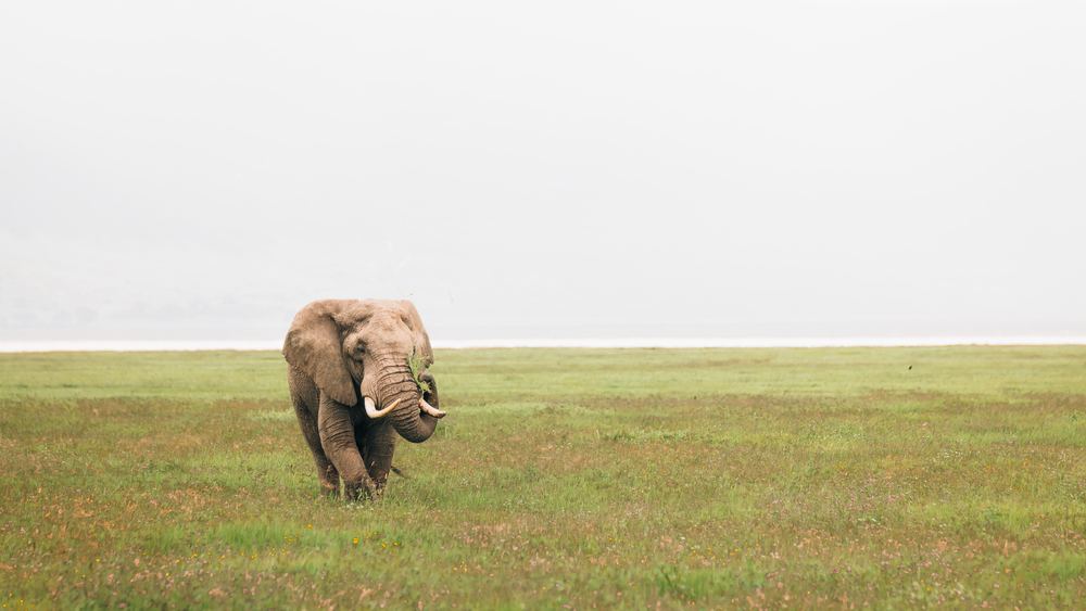 Einzelner Elefant auf einer weiten Ebene