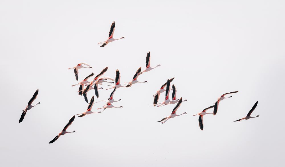 Flamingos im Flug